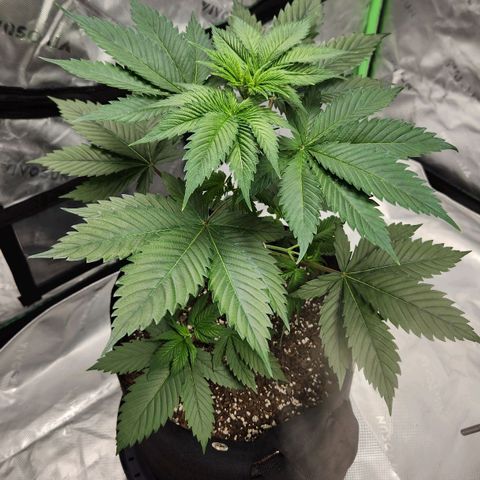 Original Auto Chemdawg growlog timeline photo