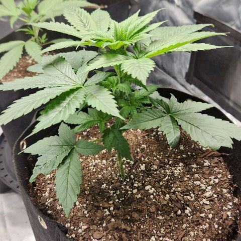 Original Auto Chemdawg growlog timeline photo