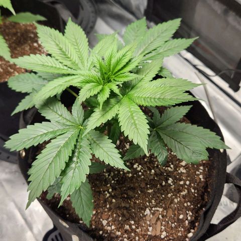 Original Auto Chemdawg growlog timeline photo