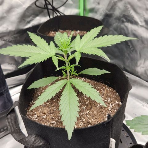 Strawberry Banana growlog timeline photo