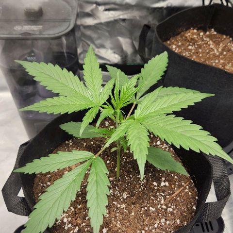 Strawberry Banana growlog timeline photo