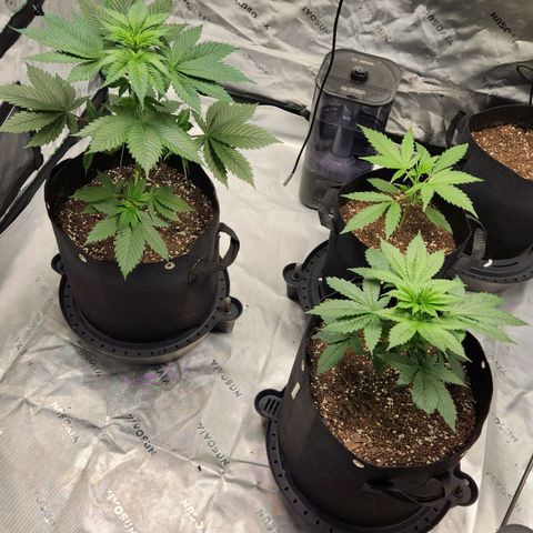 Original Auto Chemdawg growlog timeline photo