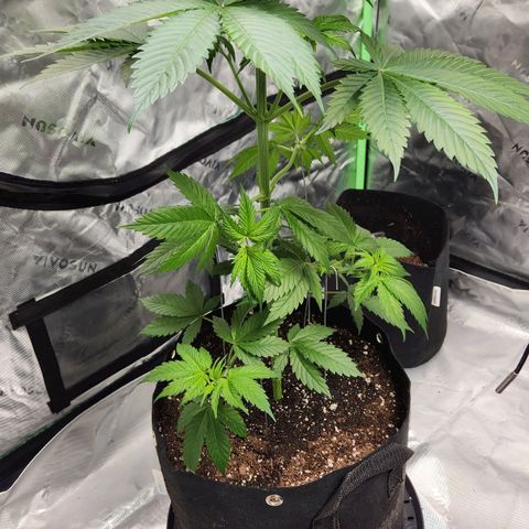 Original Auto Chemdawg growlog timeline photo