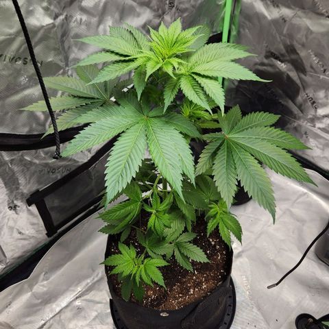 Original Auto Chemdawg growlog timeline photo