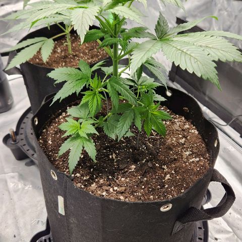 Original Auto Chemdawg growlog timeline photo