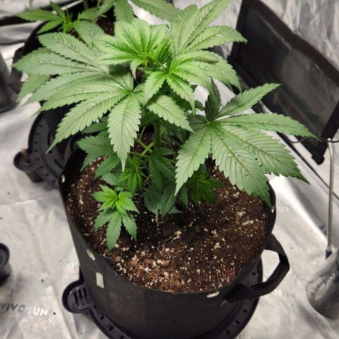 Original Auto Chemdawg growlog timeline photo
