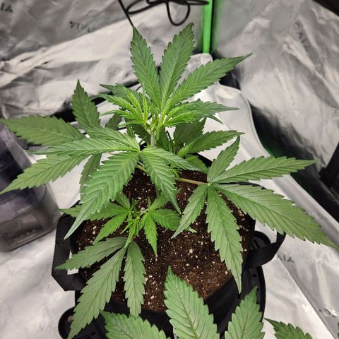 Strawberry Banana growlog timeline photo