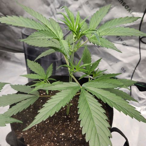 Strawberry Banana growlog timeline photo