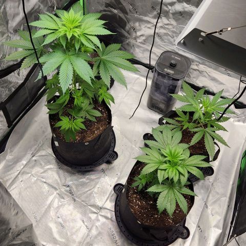 Original Auto Chemdawg growlog timeline photo