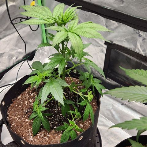 Original Auto Chemdawg growlog timeline photo