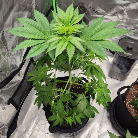 Original Auto Chemdawg growlog timeline photo