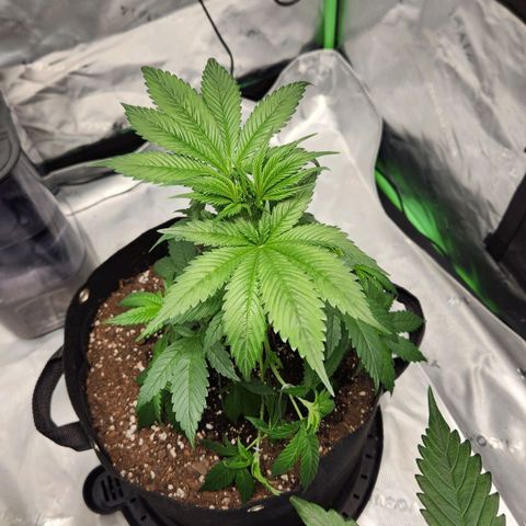 Original Auto Chemdawg growlog timeline photo