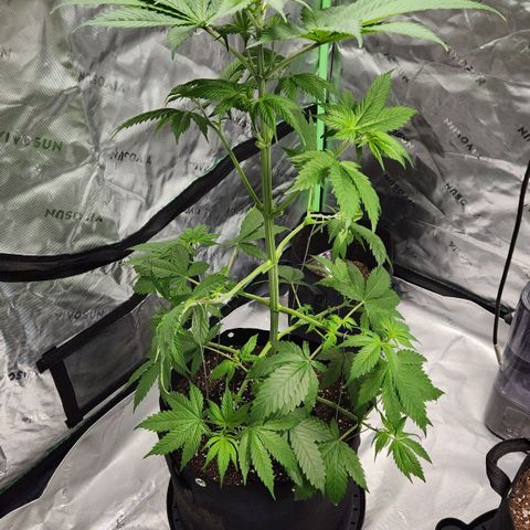 Original Auto Chemdawg growlog timeline photo