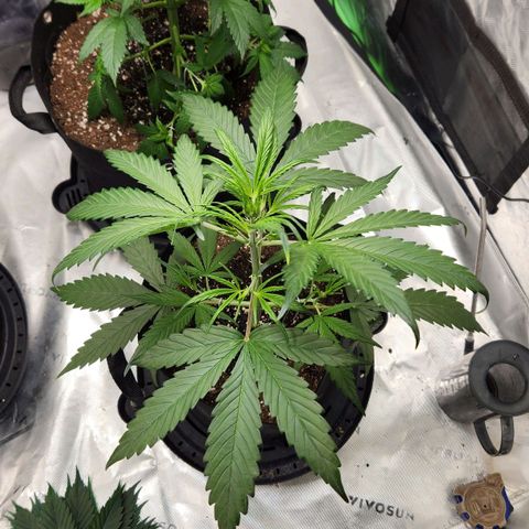 Strawberry Banana growlog timeline photo