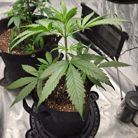 Strawberry Banana growlog timeline photo
