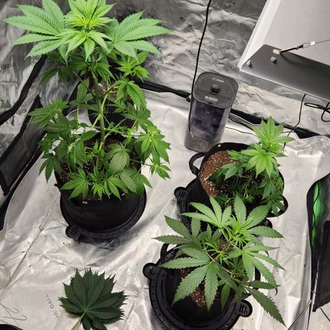 Original Auto Chemdawg growlog timeline photo