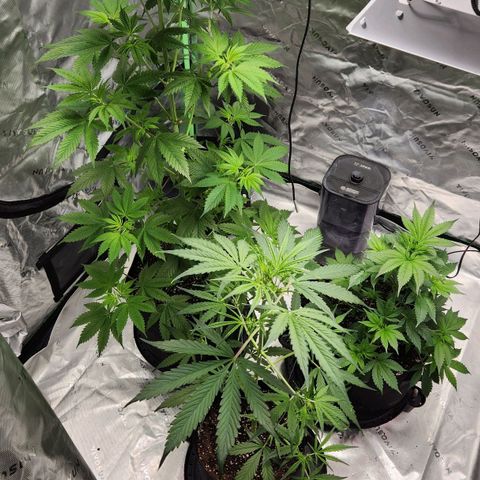 Original Auto Chemdawg growlog timeline photo