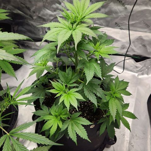 Original Auto Chemdawg growlog timeline photo
