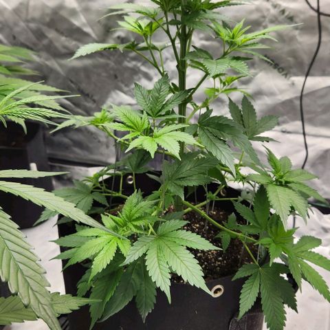 Original Auto Chemdawg growlog timeline photo
