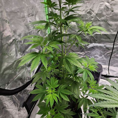 Original Auto Chemdawg growlog timeline photo