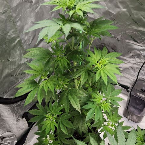 Original Auto Chemdawg growlog timeline photo