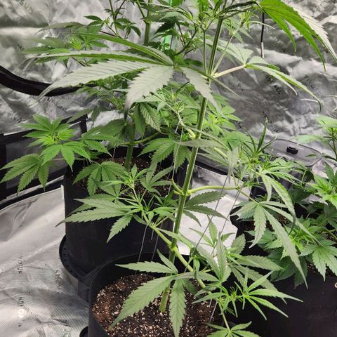 Strawberry Banana growlog timeline photo