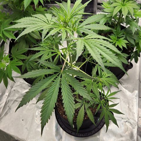 Strawberry Banana growlog timeline photo