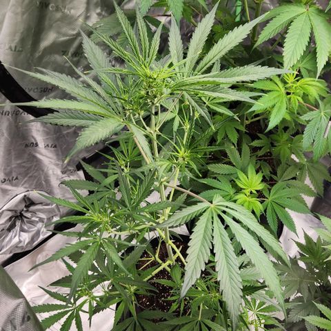 Strawberry Banana growlog timeline photo