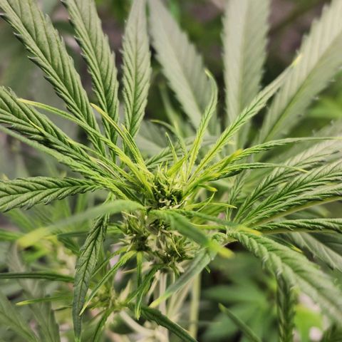 Strawberry Banana growlog timeline photo