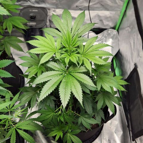 Original Auto Chemdawg growlog timeline photo