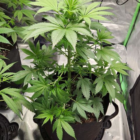 Original Auto Chemdawg growlog timeline photo