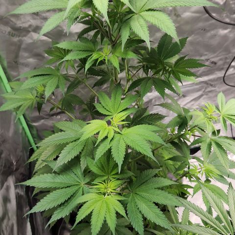 Original Auto Chemdawg growlog timeline photo