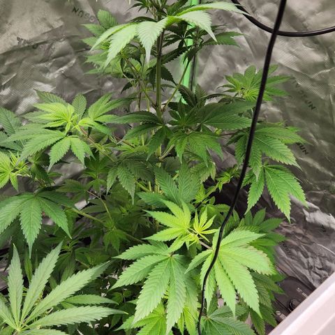 Original Auto Chemdawg growlog timeline photo