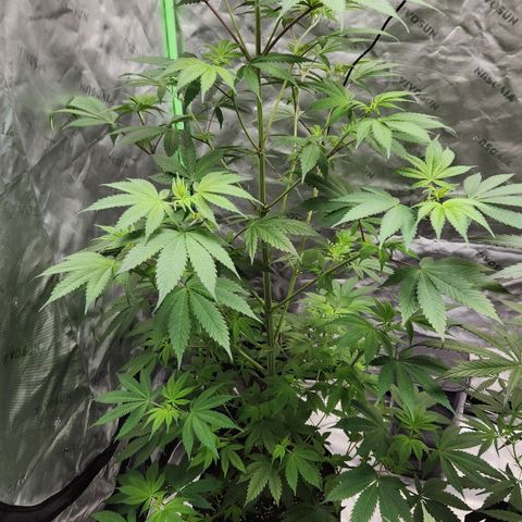 Original Auto Chemdawg growlog timeline photo