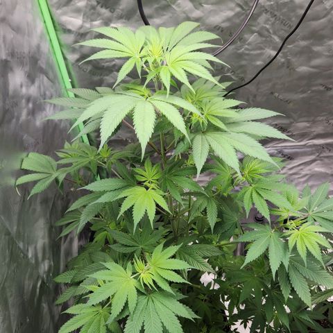 Original Auto Chemdawg growlog timeline photo