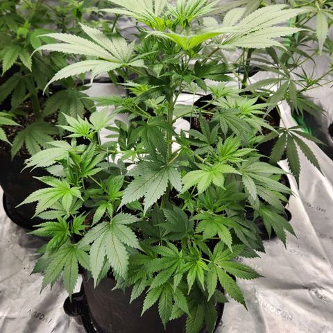 Original Auto Chemdawg growlog timeline photo