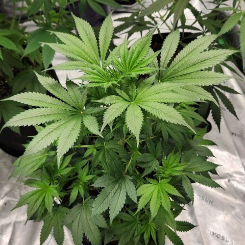 Original Auto Chemdawg growlog timeline photo