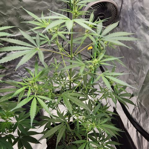 Strawberry Banana growlog timeline photo