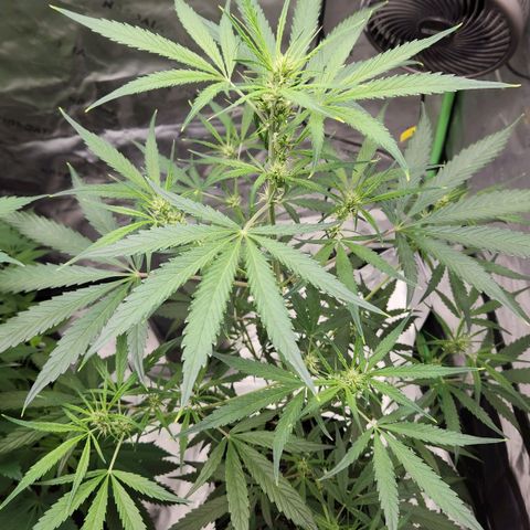 Strawberry Banana growlog timeline photo