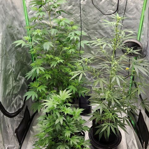 Original Auto Chemdawg growlog timeline photo