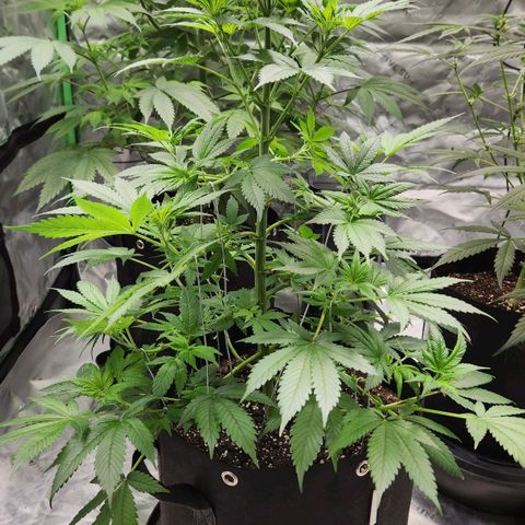 Original Auto Chemdawg growlog timeline photo