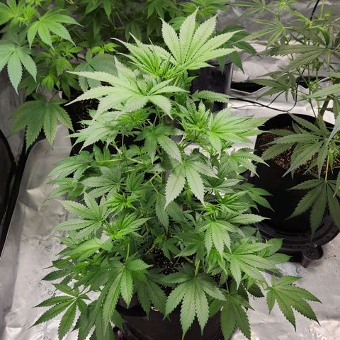 Original Auto Chemdawg growlog timeline photo