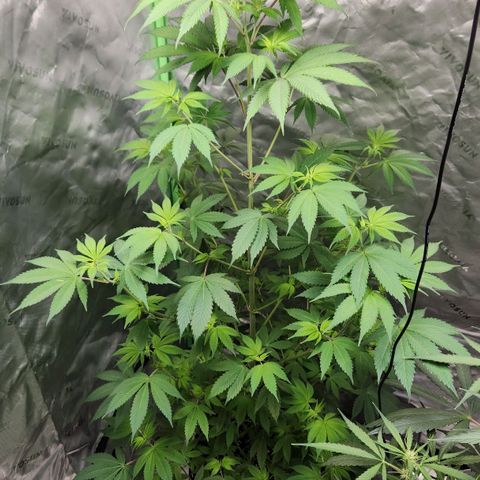 Original Auto Chemdawg growlog timeline photo
