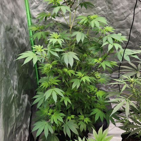 Original Auto Chemdawg growlog timeline photo