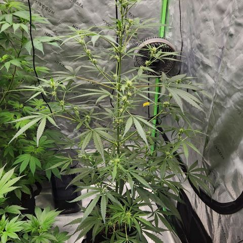 Strawberry Banana growlog timeline photo