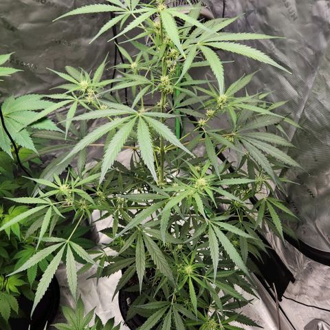 Strawberry Banana growlog timeline photo