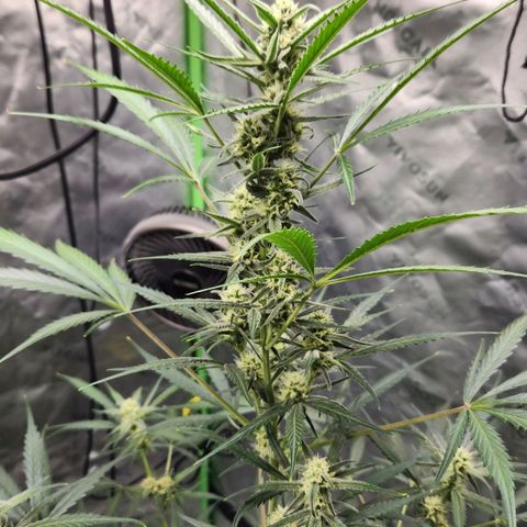 Strawberry Banana growlog timeline photo