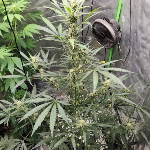 Strawberry Banana growlog timeline photo