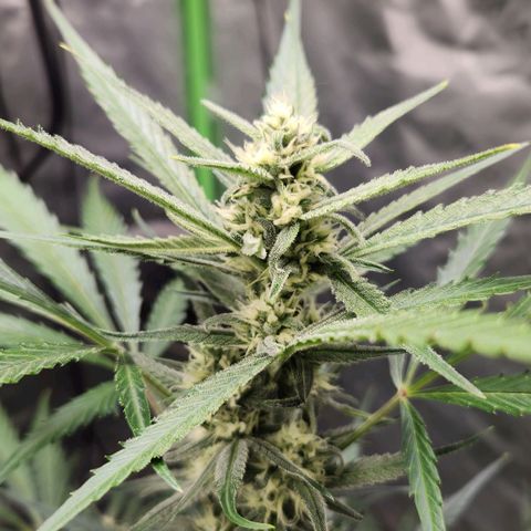 Strawberry Banana growlog timeline photo