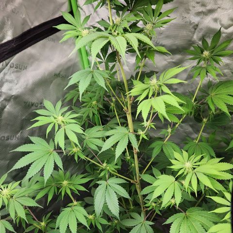 Original Auto Chemdawg growlog timeline photo